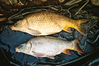 Nočný double.